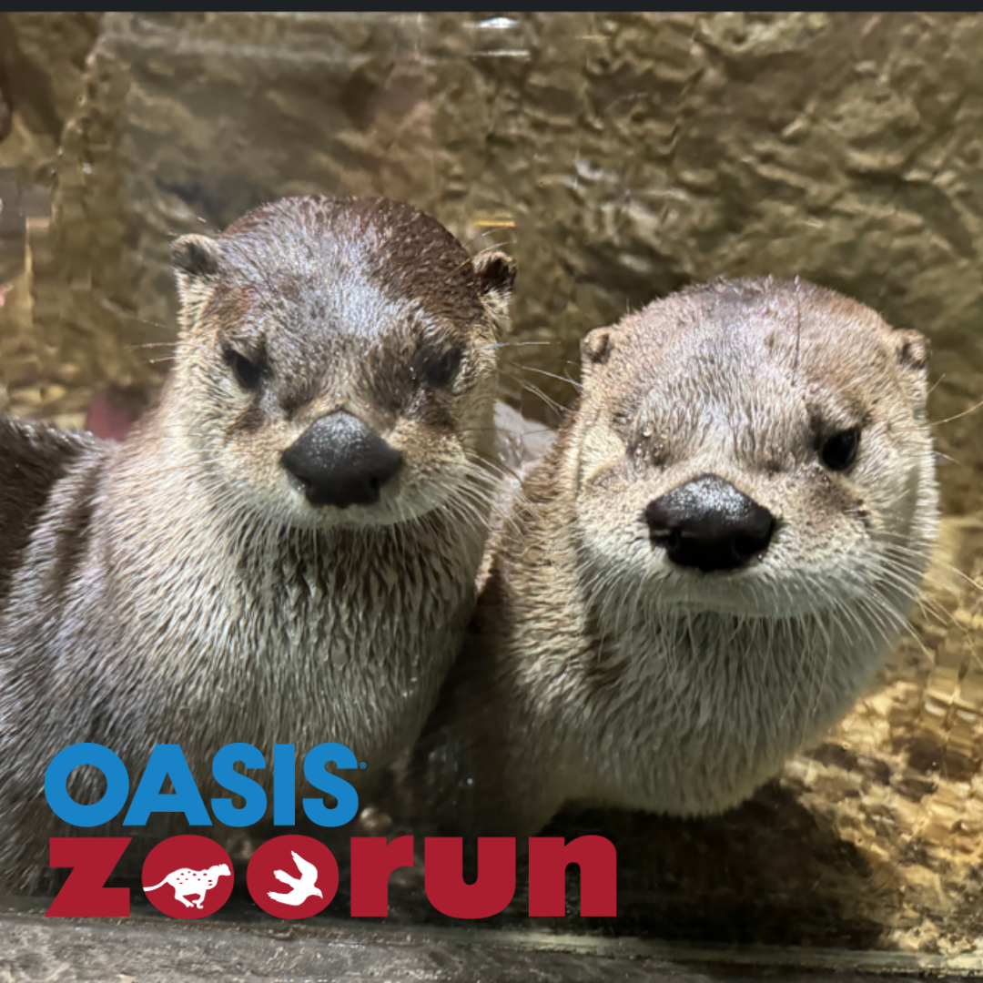 Deux loutres résidentes du Zoo de Toronto, symbolisant l'ambiance unique de la course à travers les habitats animaliers.