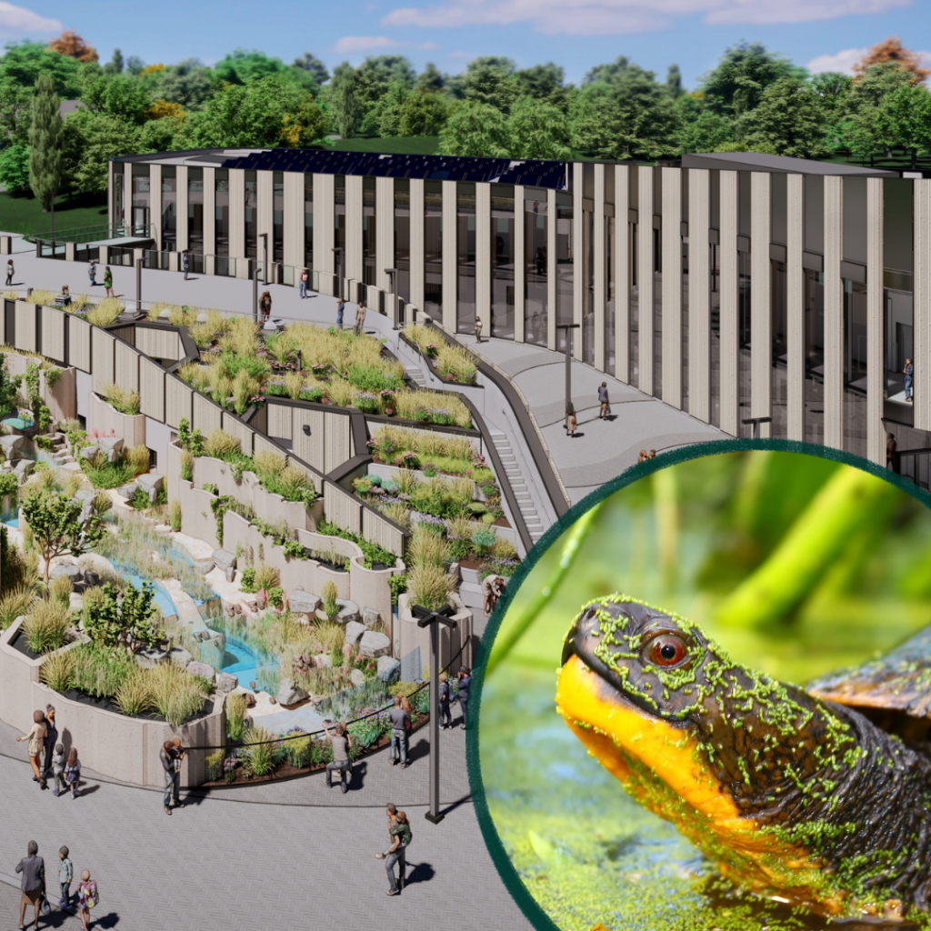 Rendu architectural du nouveau pavillon du Zoo de Toronto avec ses terrasses végétalisées et un aperçu de la faune locale.