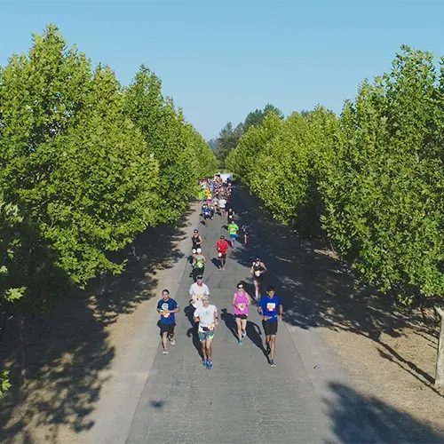 Vue aérienne des participants courant sur un chemin bordé d'arbres lors du Santa Rosa Marathon.